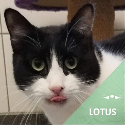 Lotus