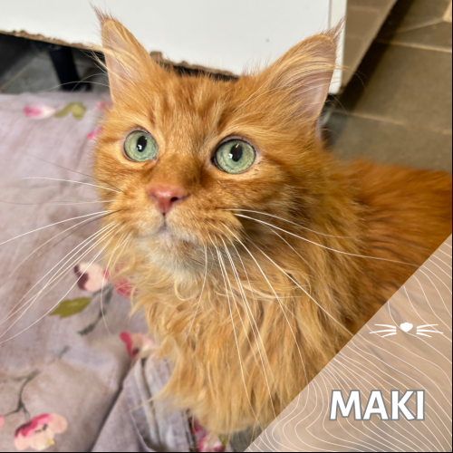 Maki