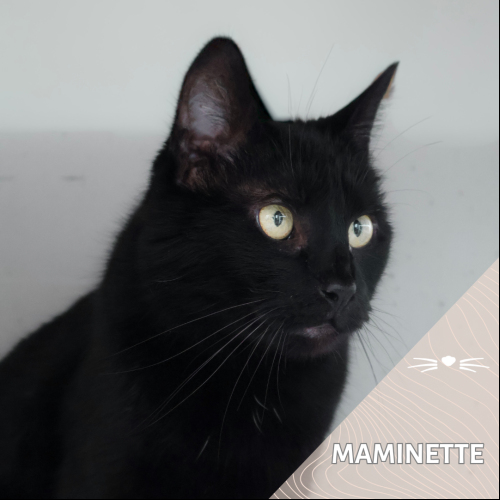 Maminette