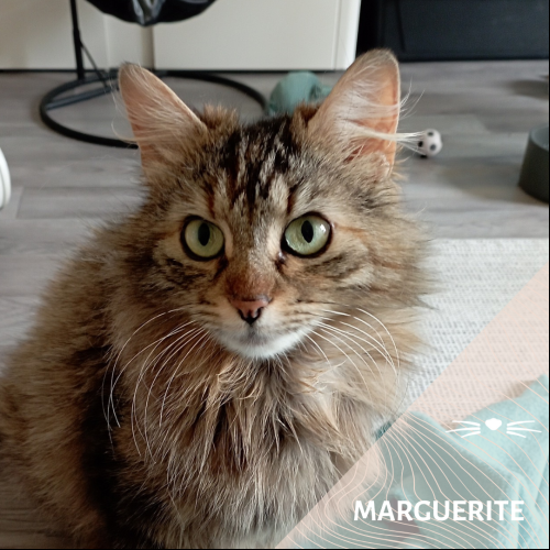 Marguerite