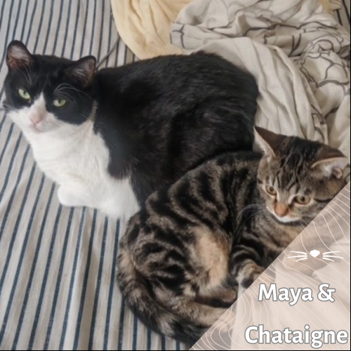 Maya & Chataigne
