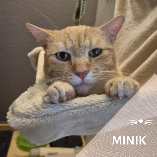Minik