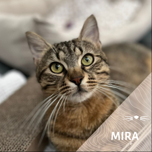 Mira