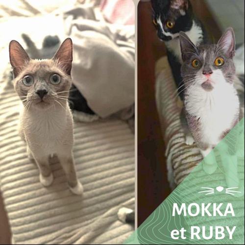 Image Mokka et Ruby