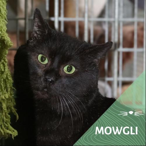 Mowgli