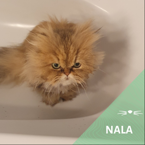 Nala