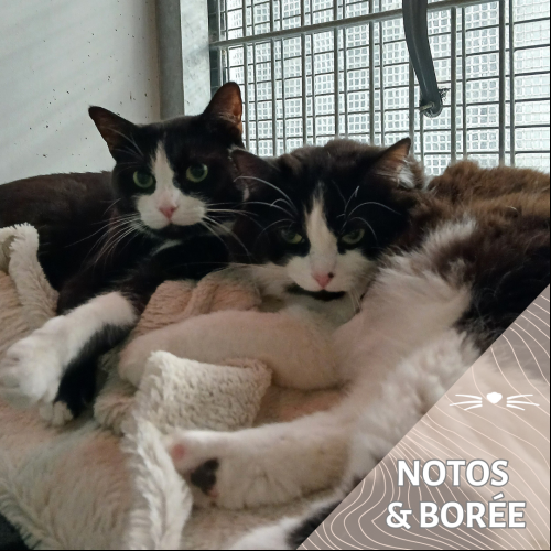 Notos et Borée