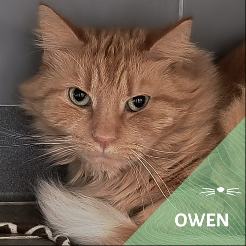 Owen
