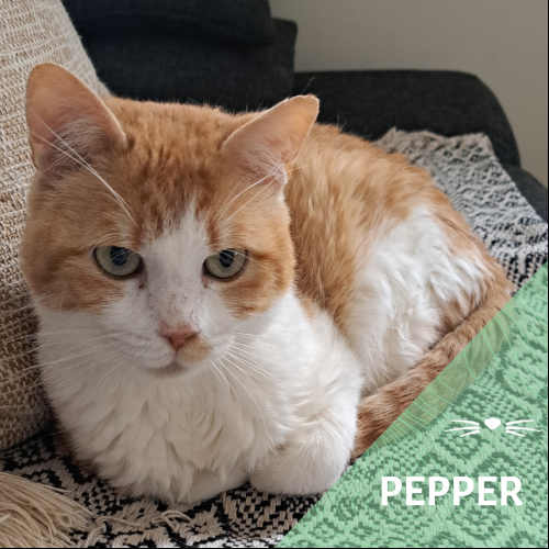 Pepper
