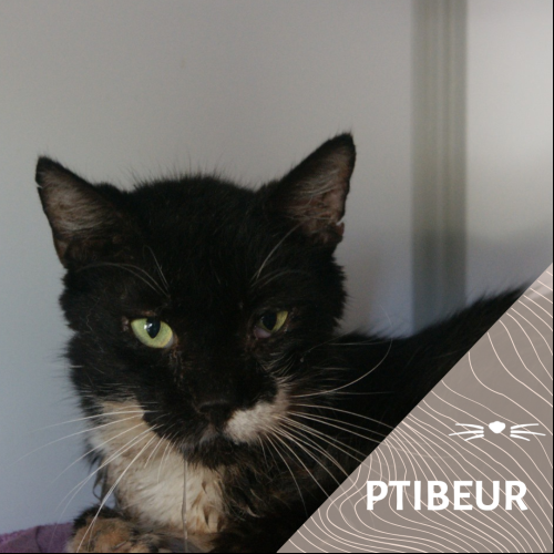 Ptibeur