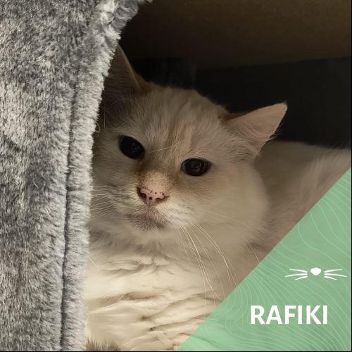 Rafiki