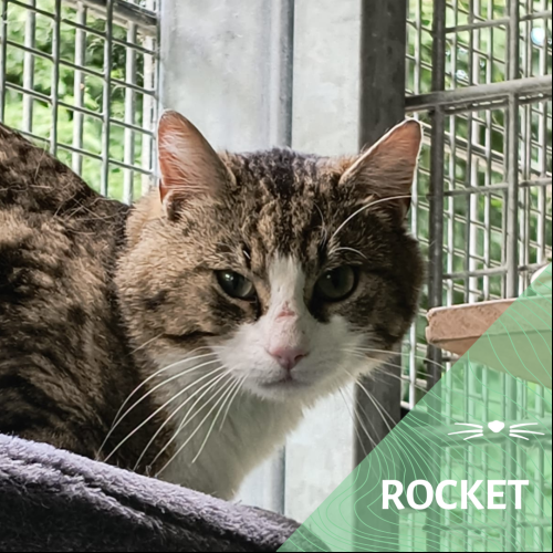 Rocket