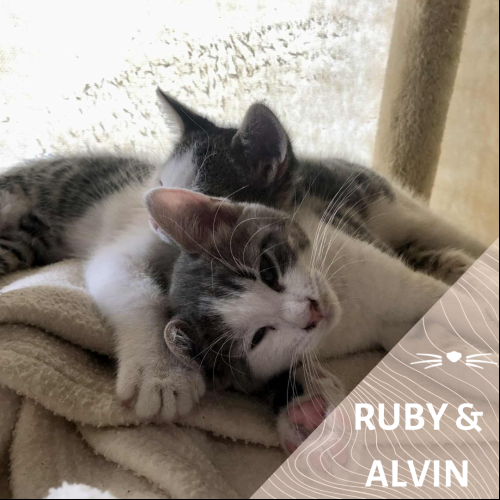 Ruby et Alvin