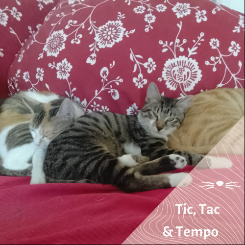 Tic, Tac, Quartz et Tempo