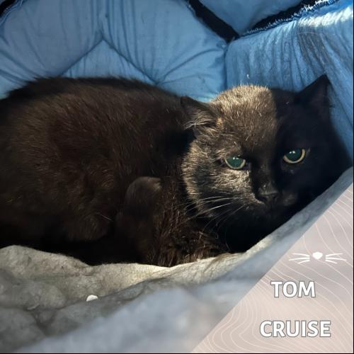 Tom Cruise