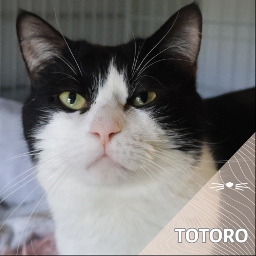 Totoro