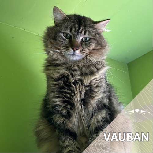 Vauban