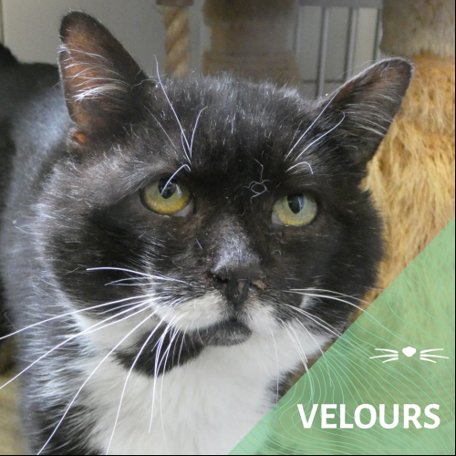 Velours