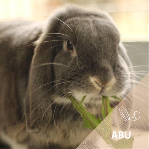 Abu