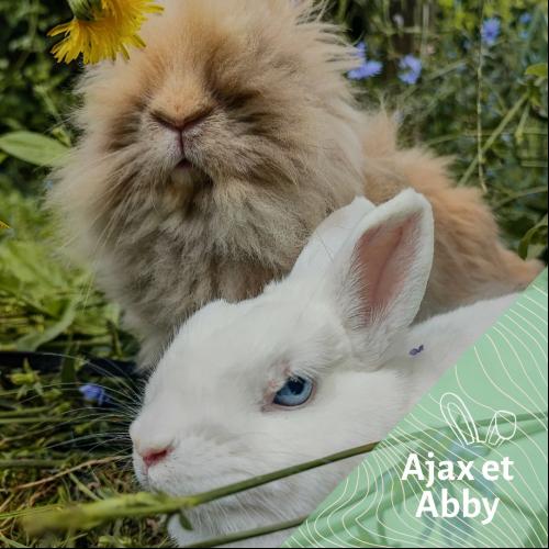 Ajax et Abby