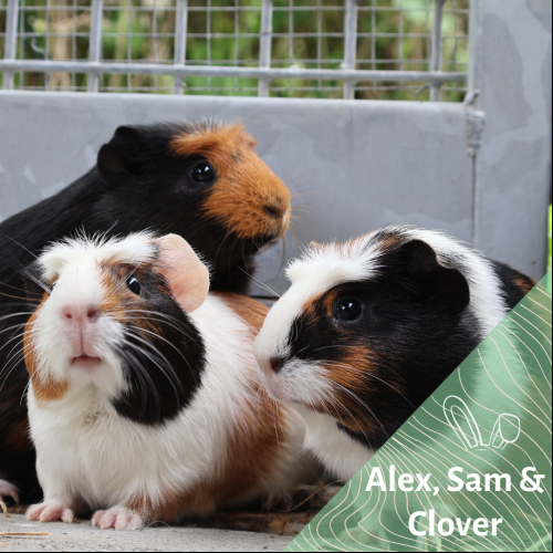 Alex, Sam & Clover