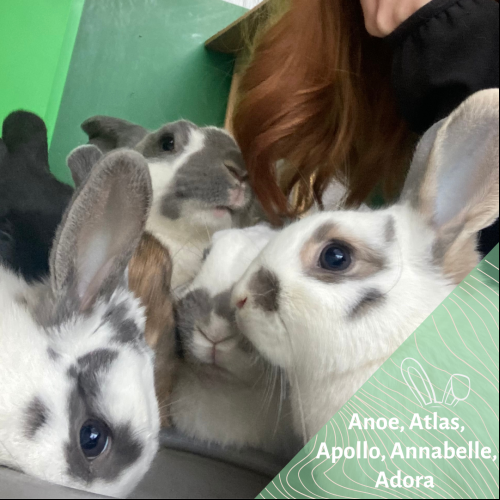 Image Anoe, Atlas, Apollo, Annabelle, Adora