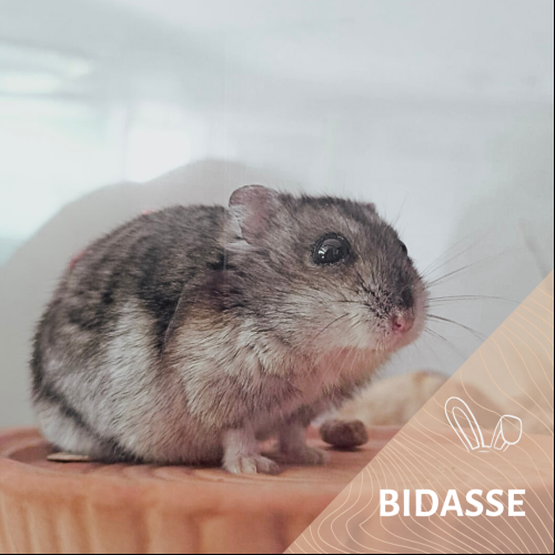 Bidasse