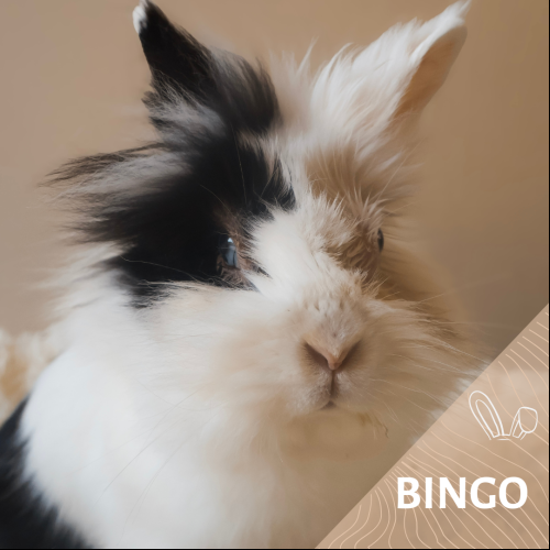 Bingo