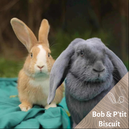 Bob & P'tit Biscuit