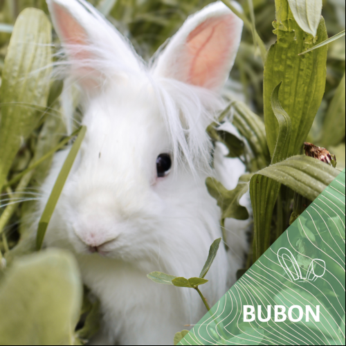 Bubon