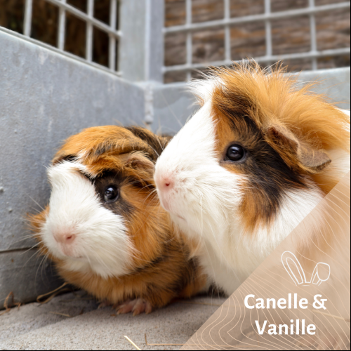 Canelle et Vanille