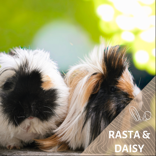 Daisy et Rasta