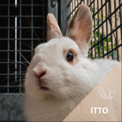Itto
