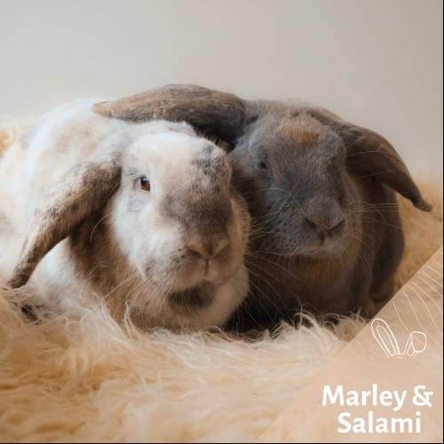 Marley et Salami