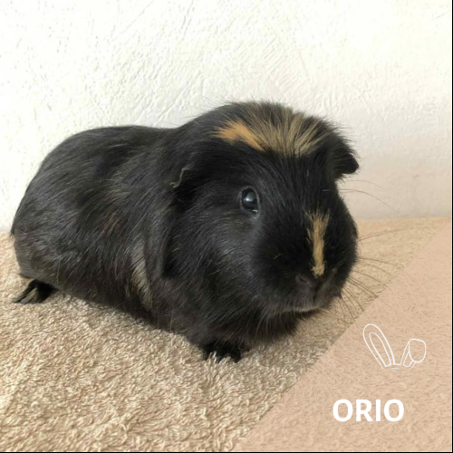 Orio