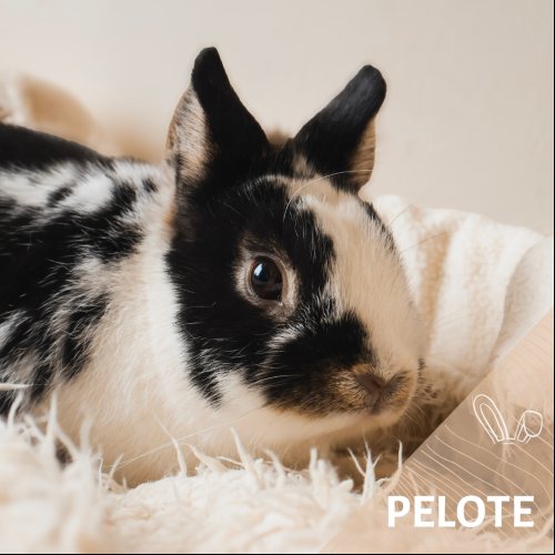 Pelote