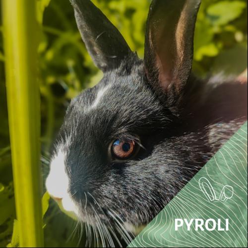 Pyroli