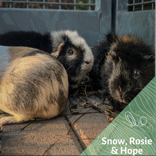 Image Snow, Rosie et Hope