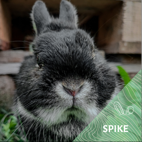 Spike